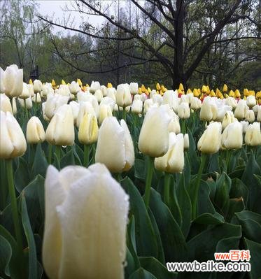 白风信子 白风信子的花语与意义