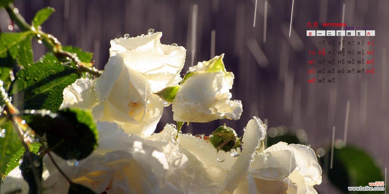 探寻白玫瑰花背后的深意 白玫瑰的爱情诗意