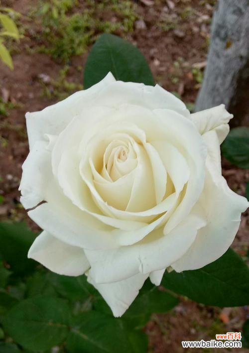 探寻白玫瑰花背后的深意 白玫瑰的爱情诗意