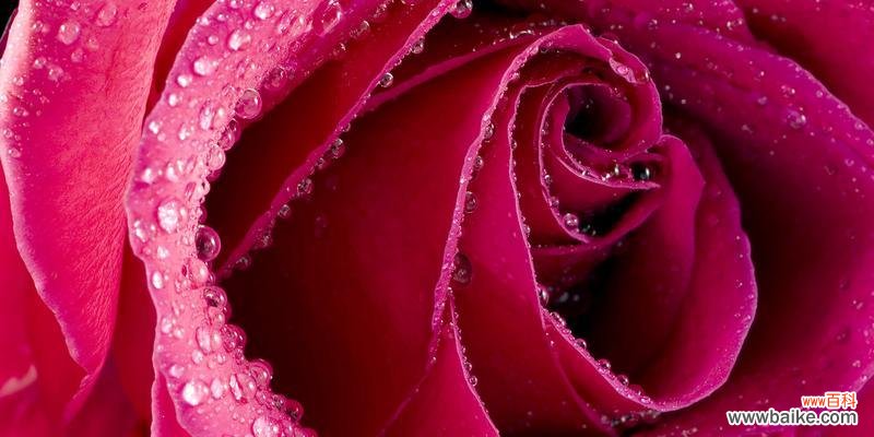 探寻玫瑰花15朵花的特殊意义 玫瑰花的含义与象征