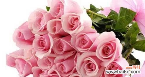 探寻玫瑰花的深层含义与情感表达 16朵玫瑰的意义和象征