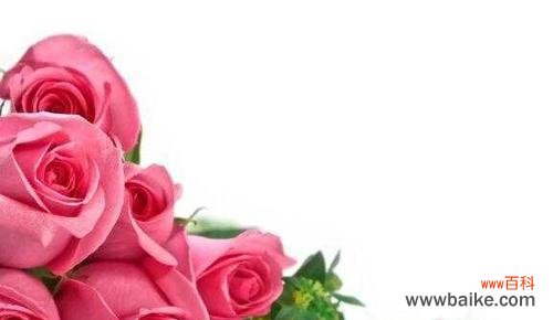 了解玫瑰花的18种不同寓意 探秘18朵玫瑰花的花语之意义