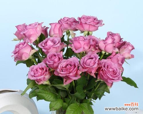 花语之美 一束18朵玫瑰的含义与象征