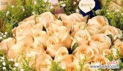 深度解读18朵玫瑰花的传达之道 18朵玫瑰花的寓意及花语解析