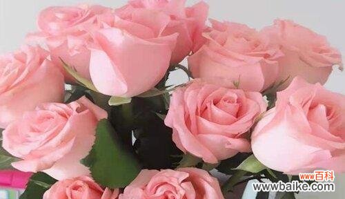 浪漫之语 19朵粉玫瑰的花语——传递爱与祝福的绝佳选择