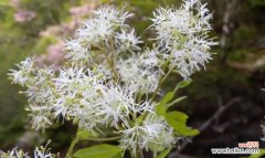揭开白蜡树的寓意与风水效应 白蜡树风水的神秘力量