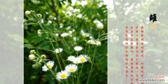 白色雏菊的美丽与纯洁 白色雏菊的花语与寓意