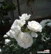 爱情 白蔷薇花语