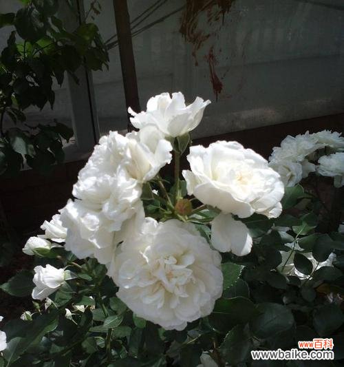 爱情 白蔷薇花语