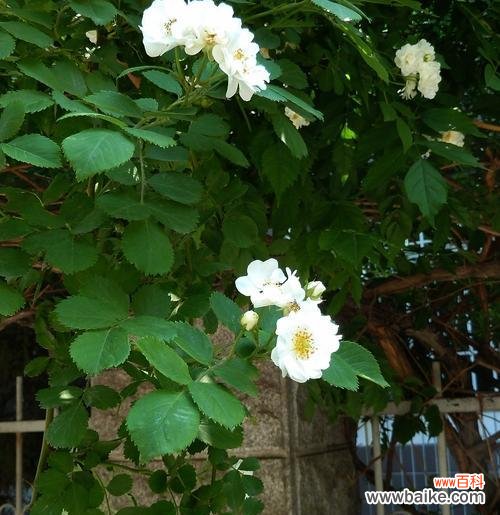 爱情 白蔷薇花语