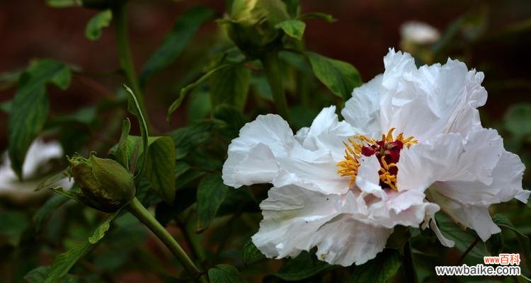 探秘白牡丹花的神奇风水作用 白牡丹花风水之美
