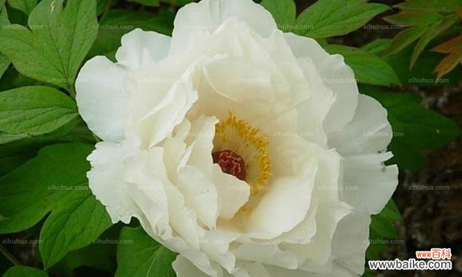 探秘白牡丹花的神奇风水作用 白牡丹花风水之美