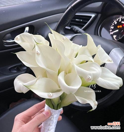 探寻白色马蹄莲的花语和寓意 白色马蹄莲的花语和寓意