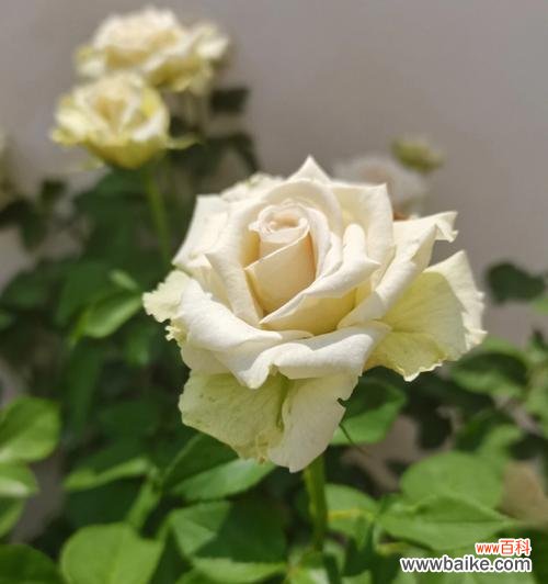 探寻白色月季花背后的美丽寓意 白色月季花的意义与象征