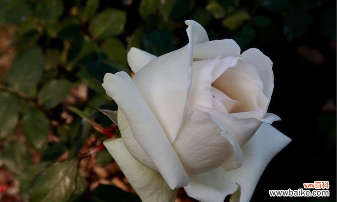 探寻白色月季花背后的美丽寓意 白色月季花的意义与象征