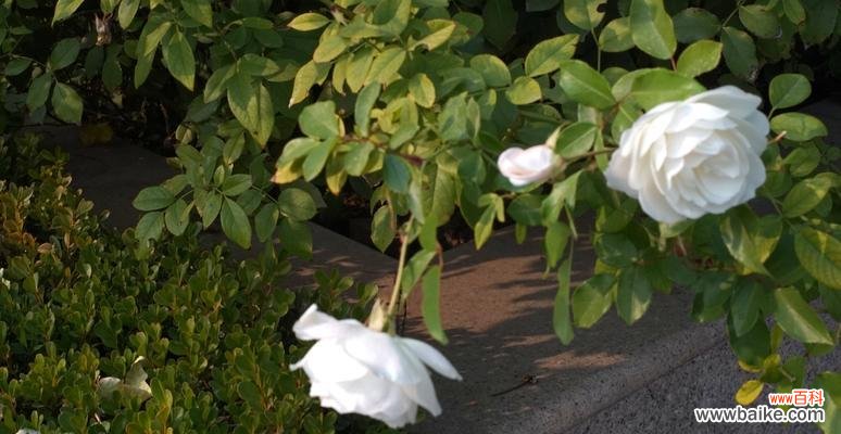 探寻白色月季花背后的美丽寓意 白色月季花的意义与象征