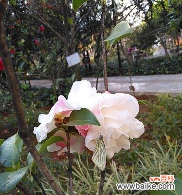 白色山茶花的美丽与纯洁 白色山茶花的花语与代表意义