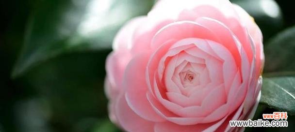 白色山茶花的美丽与纯洁 白色山茶花的花语与代表意义