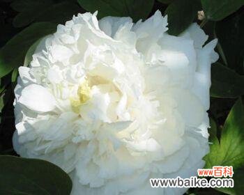 探寻白色牡丹花的含义与象征 白色牡丹花的寓意与象征