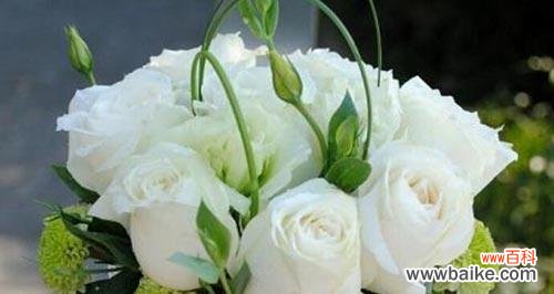 纯洁与无暇的象征——白色玫瑰的花语 白色玫瑰的花语与意义