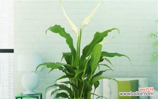 白掌的繁荣与吉祥 白掌的风水寓意与摆放位置