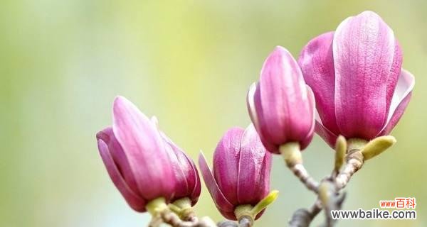 揭示白玉兰花的深层含义 白玉兰的寓意和象征风水