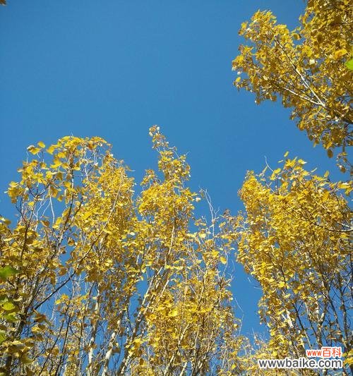 白杨树盛放如云彩 白杨树开花之美与寓意