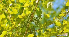 白杨树盛放如云彩 白杨树开花之美与寓意