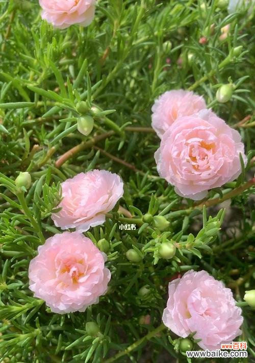 白太阳花——清澈 白太阳花的象征意义及文化内涵