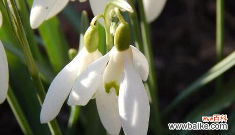 白太阳花——清澈 白太阳花的象征意义及文化内涵