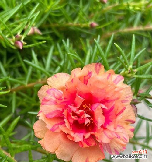 白太阳花——清澈 白太阳花的象征意义及文化内涵