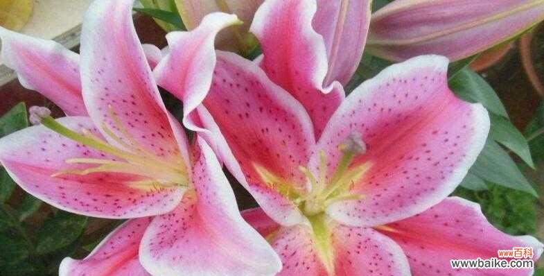 揭开百合的神秘面纱 百合的花语与寓意