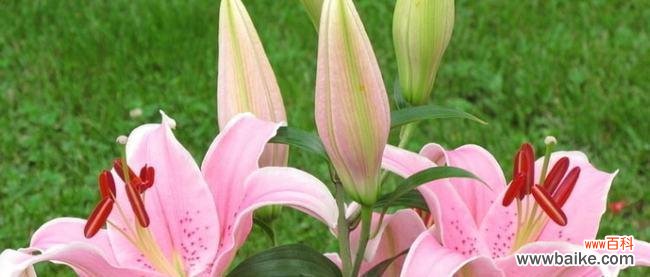 探索百合花的文化背景及精神内涵 百合的象征意义与美好寓意