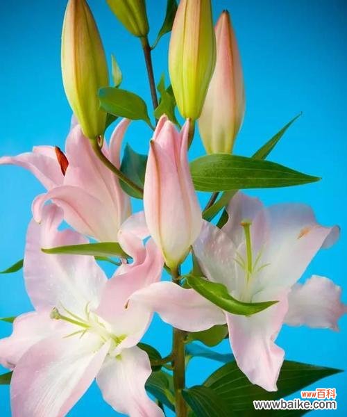 探寻百合花的象征与传达的深层含义 百合花的意义与花语