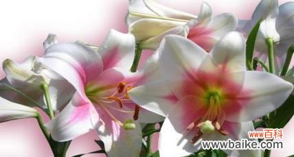 百合花语的浪漫传说 百合花语的深刻意义