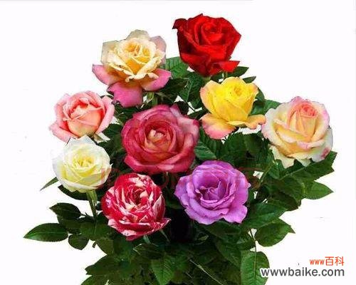 解读29朵玫瑰的深层寓意和情感表达方式 29朵玫瑰的含义与象征