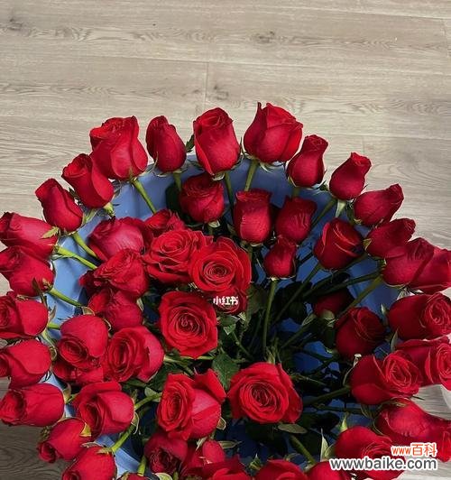 深入解读24朵玫瑰所传递的情感和寓意 24朵玫瑰的代表意义