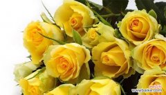 表达深沉爱意的29朵玫瑰 29朵玫瑰的花语含义