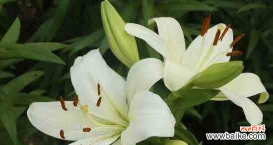 百合花 百合花的寓意和象征风水