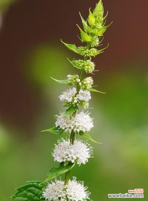 薄荷花的开放 薄荷花开，寓意生机勃勃