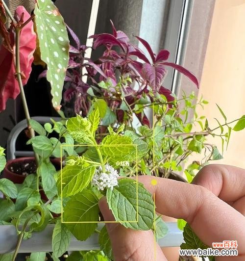 薄荷花的开放 薄荷花开，寓意生机勃勃