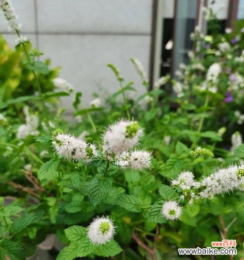薄荷花的开放 薄荷花开，寓意生机勃勃