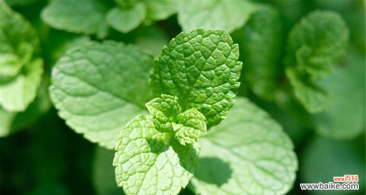 探索薄荷开花的吉祥象征与启示 薄荷开花的风水寓意及其积极影响