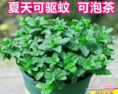 探索薄荷开花的吉祥象征与启示 薄荷开花的风水寓意及其积极影响