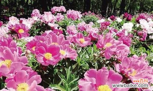 包头市花小丽花的美丽与文化内涵 包头市花小丽花的象征寓意与传承