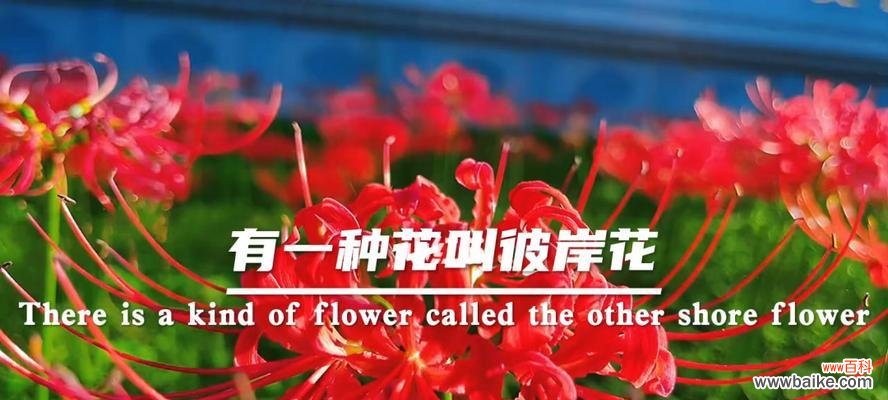 揭秘彼岸花不同颜色的花语寓意 彼岸花的花语之谜