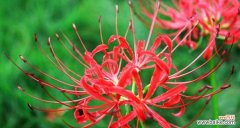 揭秘彼岸花不同颜色的花语寓意 彼岸花的花语之谜