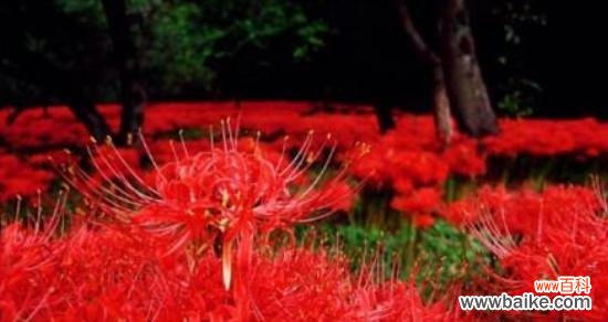 彼岸花色彩多样 探寻彼岸花绚烂花语的奥秘