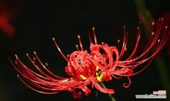 探讨彼岸花在风水中的象征意义及能量传递 彼岸花风水的寓意与作用