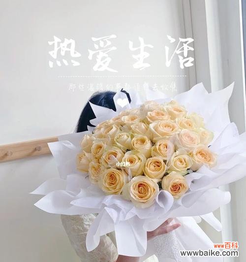 探究33朵香槟玫瑰的神秘之处 33朵香槟玫瑰的花语与意义